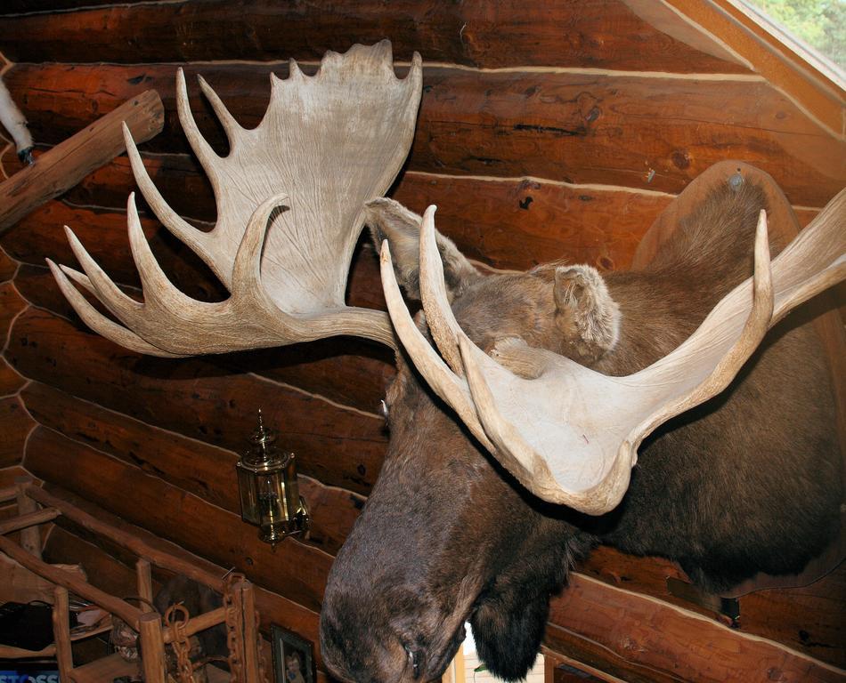Wise Old Hunter Lodge Anchor Point Room photo